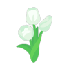 Innocent White Tulip