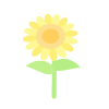 A Growing Sunflower