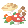 Colorful Mushrooms Growing in the Village